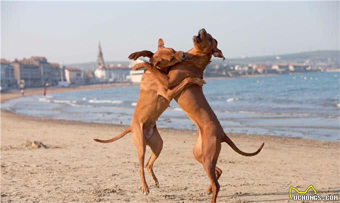 身披刀疤纹身的猛犬,24小时内不进水,人称沙漠骆驼,可围剿狮子