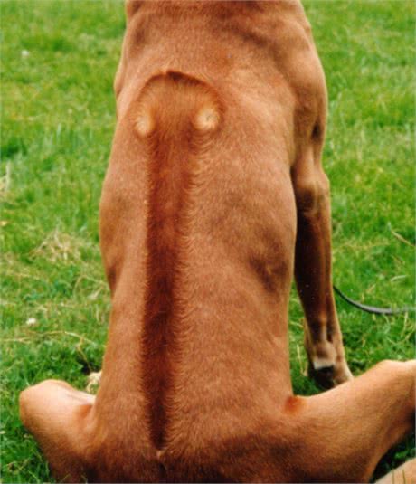 身披刀疤纹身的猛犬,24小时内不进水,人称沙漠骆驼,可围剿狮子