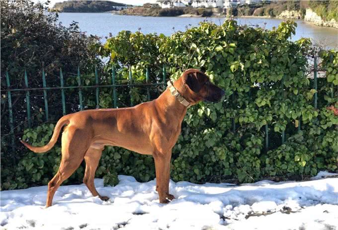 身披刀疤纹身的猛犬,24小时内不进水,人称沙漠骆驼,可围剿狮子