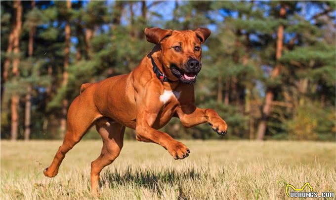 身披刀疤纹身的猛犬,24小时内不进水,人称沙漠骆驼,可围剿狮子