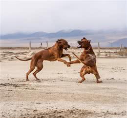 身披刀疤纹身的猛犬，24小时内不进水，人称沙漠骆驼，可围剿狮子