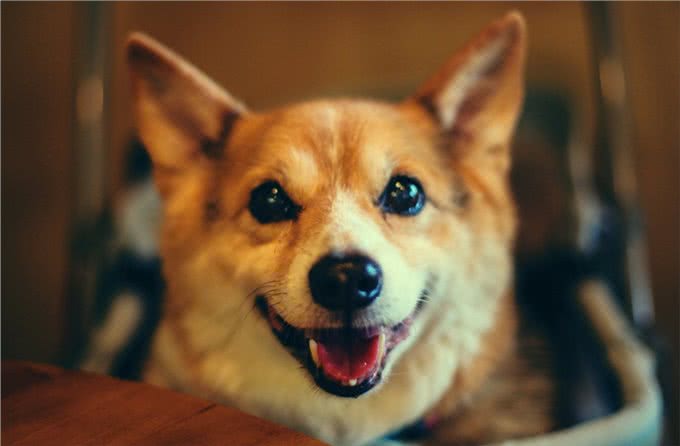 狗狗缺钙的几种表现，快来看看你家狗狗是不是该补钙了