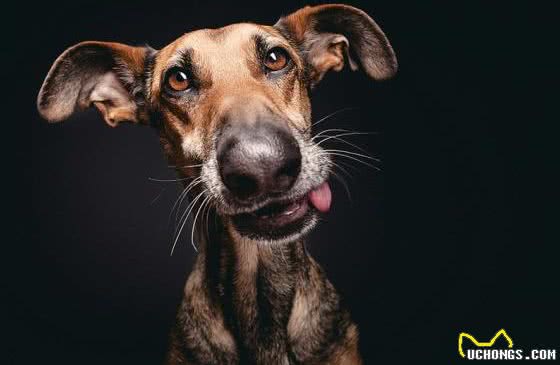 狗狗缺钙的几种表现，快来看看你家狗狗是不是该补钙了