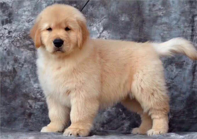 狗狗缺钙的几种表现，快来看看你家狗狗是不是该补钙了