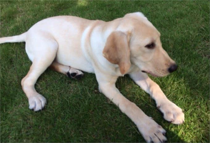 狗狗缺钙的几种表现，快来看看你家狗狗是不是该补钙了