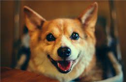 狗狗缺钙的几种表现，快来看看你家狗狗是不是该补钙了