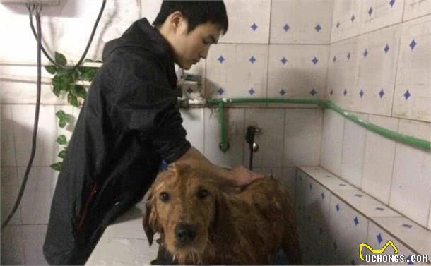 帮狗狗洗澡,有什么误区不能犯?