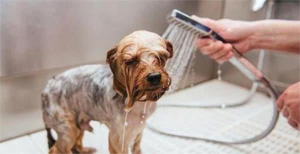 帮狗狗洗澡,有什么误区不能犯?