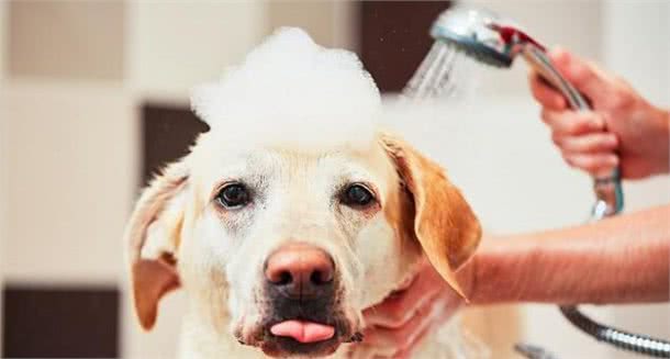 帮狗狗洗澡,有什么误区不能犯?