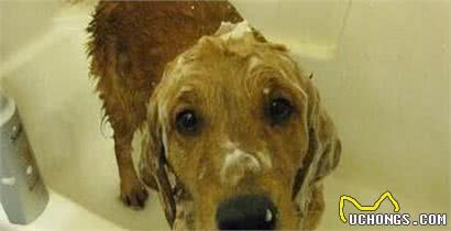 帮狗狗洗澡,有什么误区不能犯?