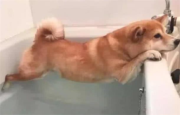 帮狗狗洗澡,有什么误区不能犯?