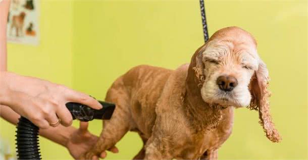 帮狗狗洗澡,有什么误区不能犯?