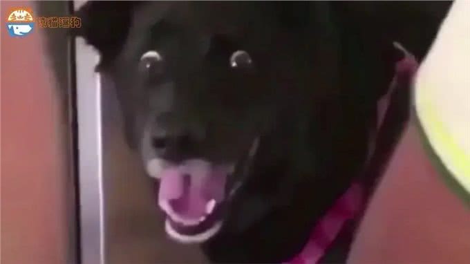 狗的脸上首次看到惊讶表情，网友纷纷感叹这奇观!