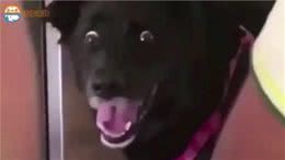 狗的脸上首次看到惊讶表情，网友纷纷感叹这奇观!