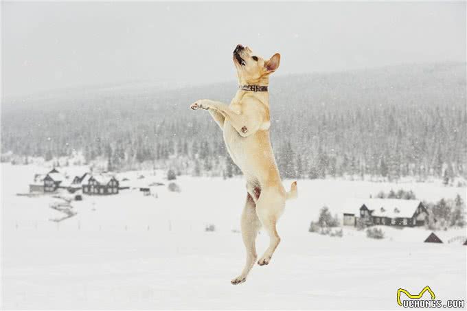 拉布拉多跟金毛大不同，想让它听话，主人要遵循3个要点