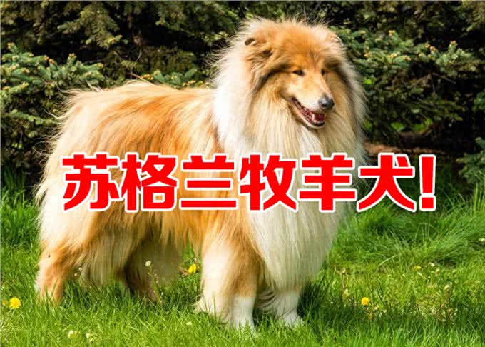 苏格兰牧羊犬和边牧的区别?同源但独特的差异!