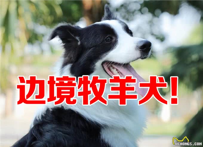 苏格兰牧羊犬和边牧的区别?同源但独特的差异!