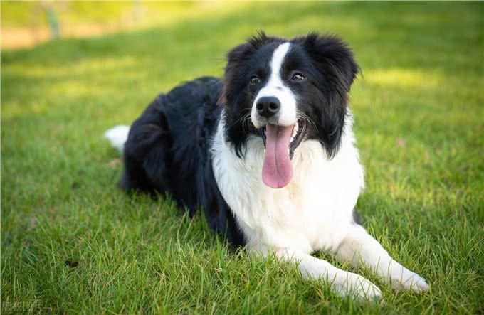 苏格兰牧羊犬和边牧的区别?同源但独特的差异!