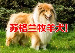 苏格兰牧羊犬和边牧的区别?同源但独特的差异!
