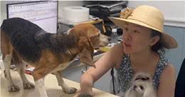 杜江霍思燕收养实验犬狗狗耳朵上有编号脾脏也有缺失