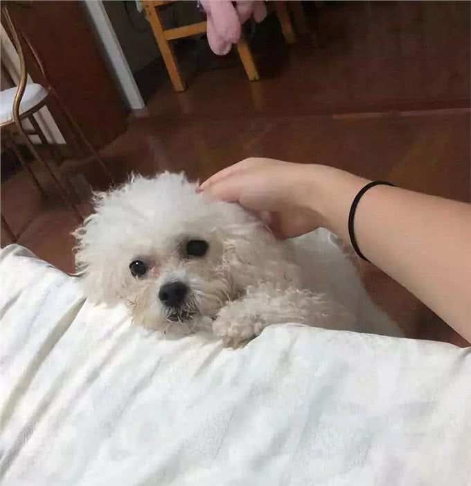 比熊不能洗澡的七个时间，铲屎官勤快爱干净，狗狗却容易洗出病!