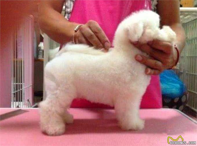 比熊不能洗澡的七个时间，铲屎官勤快爱干净，狗狗却容易洗出病!