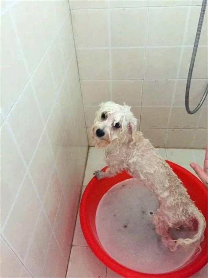 比熊不能洗澡的七个时间，铲屎官勤快爱干净，狗狗却容易洗出病!