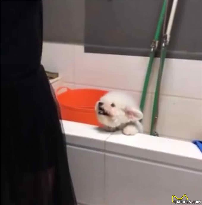 比熊不能洗澡的七个时间，铲屎官勤快爱干净，狗狗却容易洗出病!