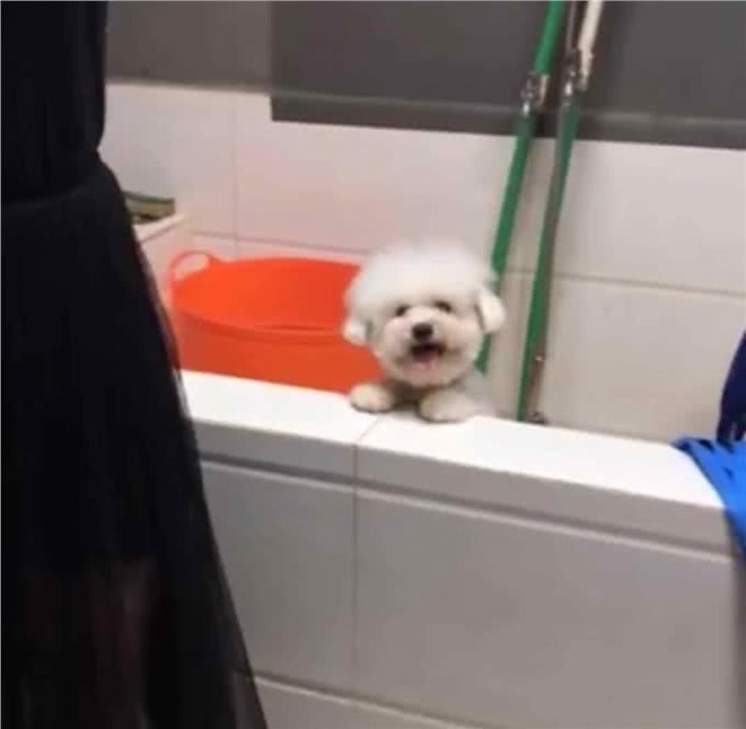 比熊不能洗澡的七个时间，铲屎官勤快爱干净，狗狗却容易洗出病!