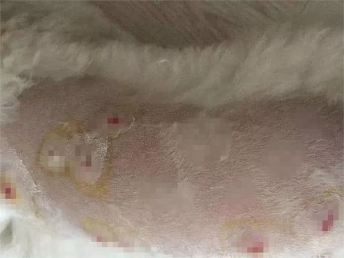 比熊不能洗澡的七个时间，铲屎官勤快爱干净，狗狗却容易洗出病!