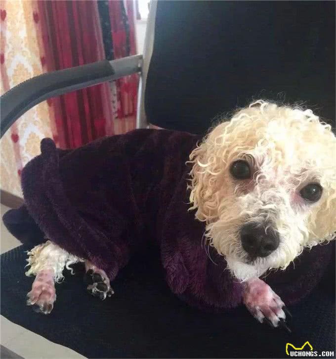 比熊不能洗澡的七个时间，铲屎官勤快爱干净，狗狗却容易洗出病!