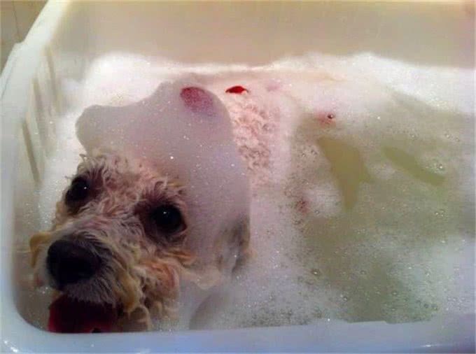比熊不能洗澡的七个时间，铲屎官勤快爱干净，狗狗却容易洗出病!