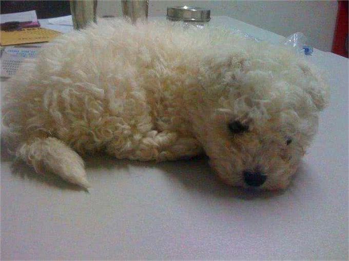 比熊不能洗澡的七个时间，铲屎官勤快爱干净，狗狗却容易洗出病!