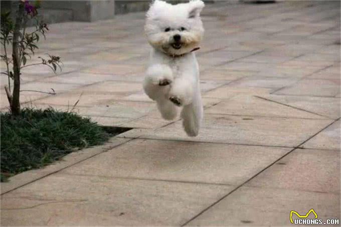 比熊不能洗澡的七个时间，铲屎官勤快爱干净，狗狗却容易洗出病!