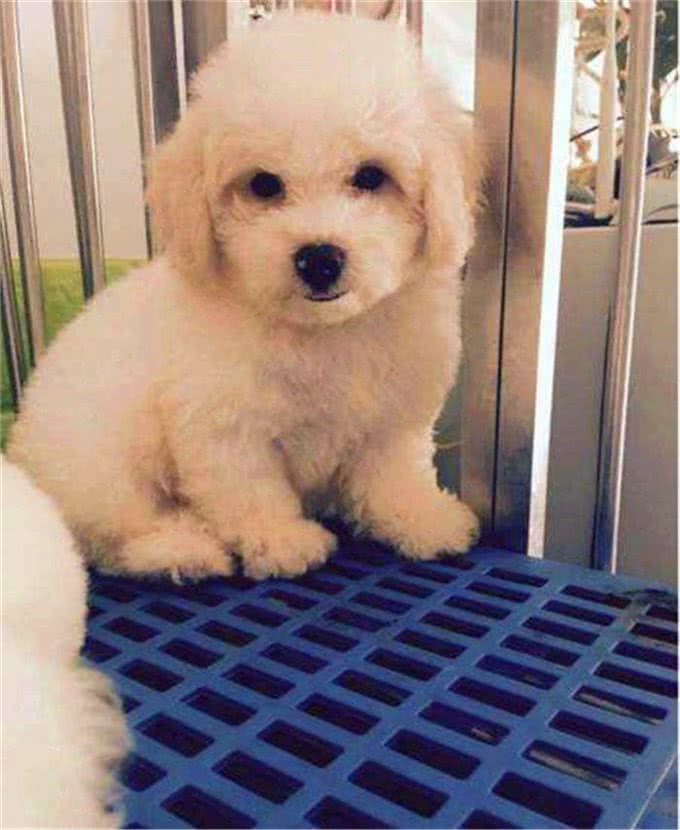 比熊不能洗澡的七个时间，铲屎官勤快爱干净，狗狗却容易洗出病!