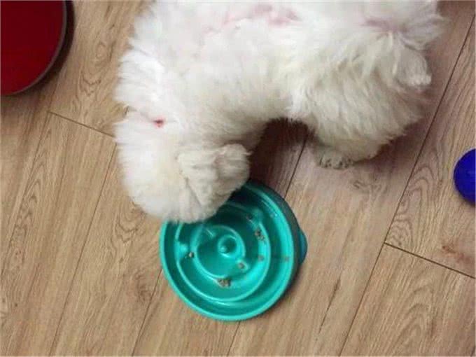 比熊不能洗澡的七个时间，铲屎官勤快爱干净，狗狗却容易洗出病!