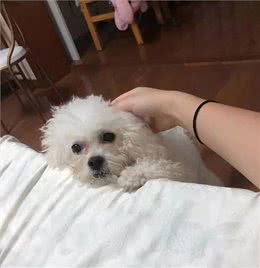 比熊不能洗澡的七个时间，铲屎官勤快爱干净，狗狗却容易洗出病!