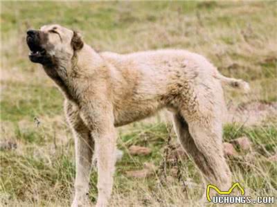 中亚牧羊犬怎么训练?训练中亚牧羊犬的方法及注意事项