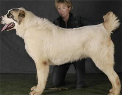 中亚牧羊犬怎么训练?训练中亚牧羊犬的方法及注意事项