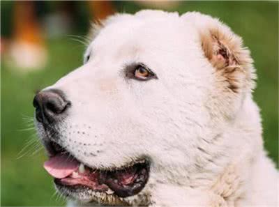 中亚牧羊犬怎么训练?训练中亚牧羊犬的方法及注意事项