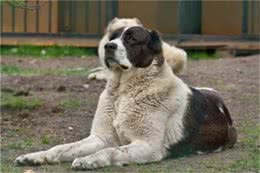 中亚牧羊犬怎么训练?训练中亚牧羊犬的方法及注意事项