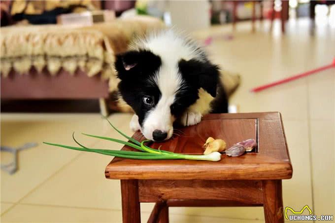 狗吃食物有禁忌!狗狗不能吃的食物，你都知道吗?