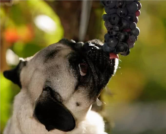 狗吃食物有禁忌!狗狗不能吃的食物，你都知道吗?