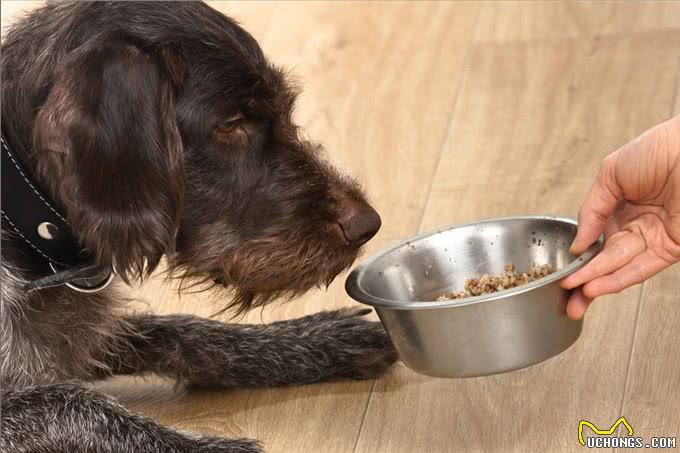 狗吃食物有禁忌!狗狗不能吃的食物，你都知道吗?