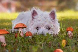 狗吃食物有禁忌!狗狗不能吃的食物，你都知道吗?