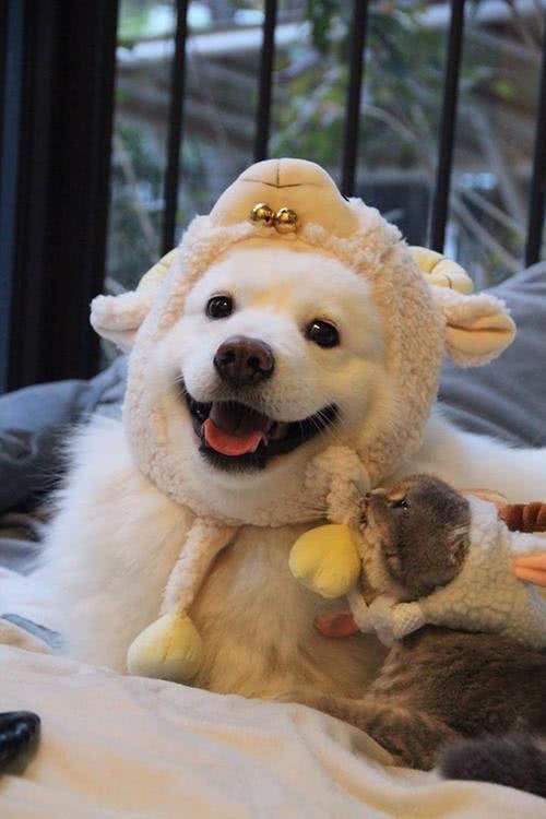 狗狗总是爱翻垃圾桶，怎么教狗狗不翻垃圾桶?