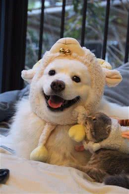 狗狗总是爱翻垃圾桶，怎么教狗狗不翻垃圾桶?