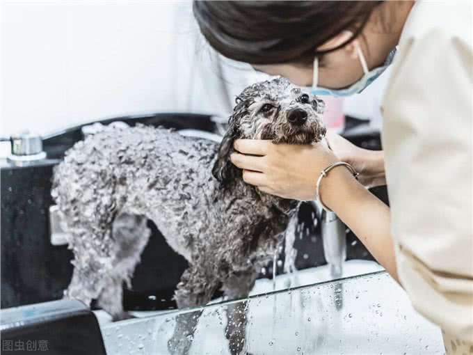 宠物冷知识—狗狗体臭的原因以及护理小方法