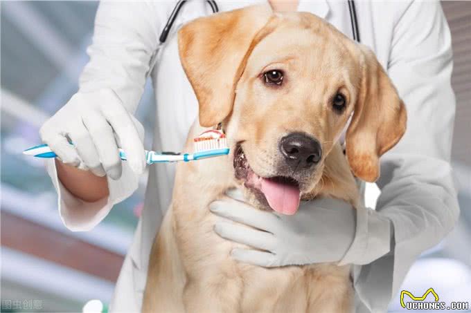 宠物冷知识—狗狗体臭的原因以及护理小方法