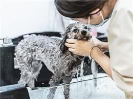 宠物冷知识—狗狗体臭的原因以及护理小方法